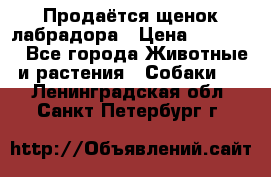 Продаётся щенок лабрадора › Цена ­ 30 000 - Все города Животные и растения » Собаки   . Ленинградская обл.,Санкт-Петербург г.